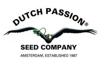 Dutch pasión