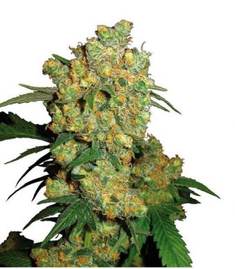 Big Bud ha sido siempre famosa como variedad de cannabis con rendimientos sorprendentes. Su pedigrí Indica de gran calidad fue cuidadosamente refinado y continuamente mejorado durante muchos años.