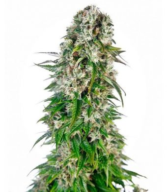 Big Bud ha sido siempre famosa como variedad de cannabis con rendimientos sorprendentes. Su pedigrí Indica de gran calidad fue cuidadosamente refinado y continuamente mejorado durante muchos años