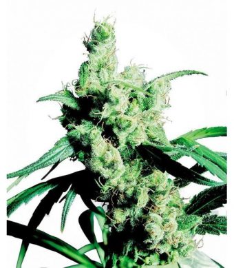 La primera Haze es un resultado magistral del cultivo de cannabis: una mezcla armoniosa de genotipos ecuatoriales complementados, ampliamente reconocida como la Sativa más pura y poderosa jamás creada