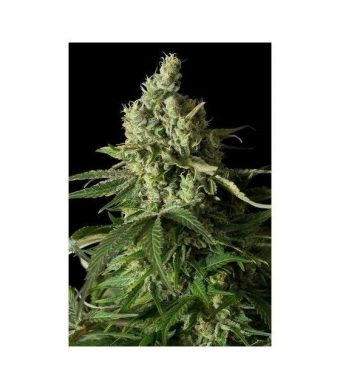 Las semillas de marihuana Moby Dick CBD de Dinafem Seeds son una variedad de cannabis feminizada, fruto de la unión entre una Moby Dick y una variedad rica en CBD.