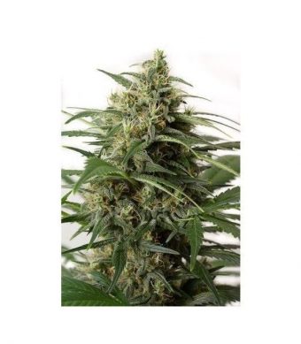 Las semillas de marihuana Moby Dick XXL Auto de Dinafem Seeds son una variedad de marihuana autofloreciente feminizada fruto de la unión entre una White Widow XXL Autoflowering y una Haze XXL Autoflowering.