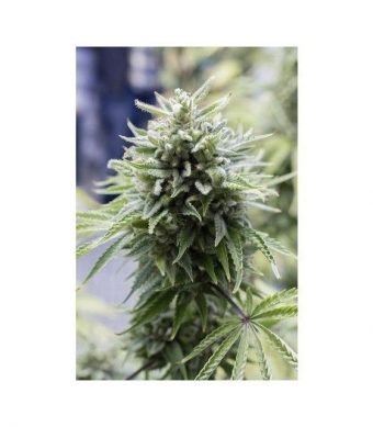 Las semillas de marihuana OG Kush Auto de Dinafem Seeds son una variedad de marihuana feminizada nacida de la unión entre una OG Kush y una Haze 2.0 Autoflowering.