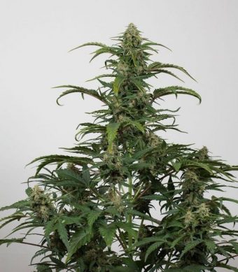 Dinamed CBD AUTO es una semilla de cannabis feminizada y autofloreciente, nacida para ser la alternativa ultrarápida de Dinamed CBD.