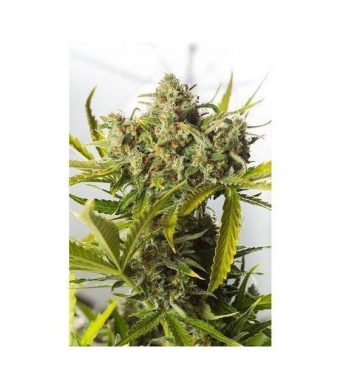 Las semillas de marihuana Critical Blue Auto a granel son una variedad autofloreciente feminizada con dominancia Indica que nace de la unión entre una Critical + Autoflowering y una Auto Blueberry.