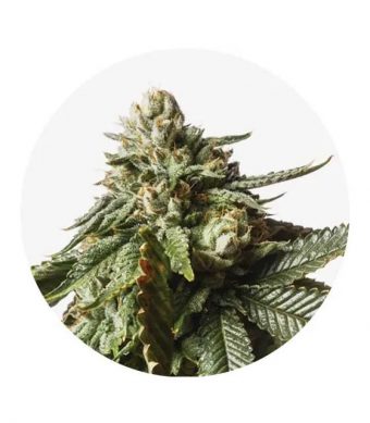 El máximo exponente a lo que marihuana medicinal se refiere llega de la mano de Taima Seeds, Dr Berry CBD es quizá la planta que registra mayor nivel de CBD del mercado actual, llegando a la asombrosa cifra de 24% de cannabidiol, todo un logro genético y un excelente trabajo de este nuevo banco de semillas,
