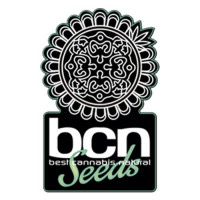 Sticky Wonder del banco BCN Seeds son semillas feminizadas con una ligera dominancia sativa. Se trata de un poderoso cruce entre dos variedades de la talla de Super Silver Haze´98 y G-13 Whidow. Sus efectos son potentes y te llevarán a lo más alto.