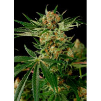 Las semillas de marihuana Blue Thai de Dinafem Seeds son una variedad de cannabis feminizada Sativa/Indica fruto de la unión entre una Blueberry y una Thaï Skunk. El resultado es un híbrido de gran calidad que muestra gran riqueza y complejidad.