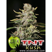 GENÉTICA: TNT Kush x macho CBD Crew, FORMA: Planta robusta, bien ramificada, con cogollos compactos y resinosos. Flores gruesas y pocas hojas