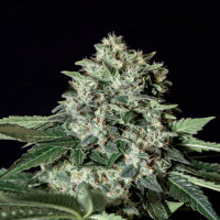 La semilla de marihuana Gorila Bilbo es un cruce de la famosa variedad de la costa oeste norteamericana GG4 fka Gorilla Glue #4. Famosa por su gran producción de resina y alto nivel de THC (25%). Extremadamente pegajosa con aroma y sabor terroso, ácido, cítrico y con notas de gasolina. Efecto indico.
