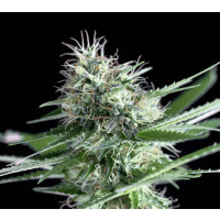 Nuestra semilla de marihuana OG LEMON BILBO es un cruce de la famosa OG KUSH LEMON LARRY de California con una de nuestras plantas afghanas mas estables, obteniendo una planta índica que mantiene completamente las características de la madre OG KUSH.