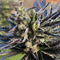 K2 Feminized will take you as high as the mountain tops with her snow capped buds and THC levels of upto 25%+. A hybrid of White Widow, with a flowering time of 9 weeks where she will produce big yields of spicy and sweet terps and a well balanced high.