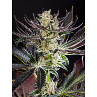 Purple Punch x Do-Si-Dos es una de las nuevas genéticas de cannabis feminizadas que puedes encontrar en nuestro catálogo de semillas. Es una planta capaz de conservar las mejores características de sus antepasados, con un resultado de alta calidad en todos los aspectos, aroma, sabores, estructura y potencia.
