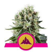 Las semillas de marihuana de Critical Kush procedentes de Royal Queen Seeds producirán un cannabis ideal para fumar relajadamente. Su alto contenido de THC es excelente para relajar tanto la mente como el cuerpo, así como aliviar el estrés y el dolor