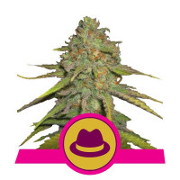 Originaria del Norte de California, esta cepa de cannabis se ha dado a conocer rápidamente en todo el mundo por su distintivo aroma y sus fuertes efectos. La OG Kush es una variedad especialmente unica que no se puede comparar con ninguna otra cepa de marihuana.