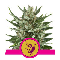 En Royal Queen Seeds, hemos diseñado nuestra nueva semilla de marihuana feminizada Speedy Chile, para combinar las mejores características de nuestras variedades favoritas., , Muy buen sabor y relajante colocón, Las versiones rápidas de nuestras variedades son una alternativa