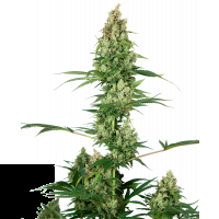 La Silver Fire feminizada es una híbrida indica / sativa. Cuenta con un patrimonio genético impresionante, con plantas madre que incluyen nuestra premiada Silver Haze,