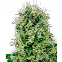 La generacion siguiente de cannabis hibrido, cultivada para produccion comercial y calidad de expertos.
