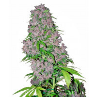 consistía en cruzar esta variedad 75% Afghani con una impresionante híbrido Kush creado a partir de una Hindu Kush, criada en Holanda, y una Purple Kush, de los EE.UU.., , Los colores púrpura de Purple Bud suelen verse en las flores, no sólo en las hojas (como ocurre con las variedades de cannabis