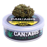 Su cremoso y delicioso sabor ha convertido a la marihuana Bluecheese en una de las más demandadas variantes de cannabis que se ha cultivado en los últimos tiempos